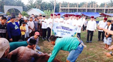 Kurban Polri Sampai ke Pinggiran, Kapolri & Kapolda Riau Titip 4 Sapi di Ponpes UAS Pekanbaru