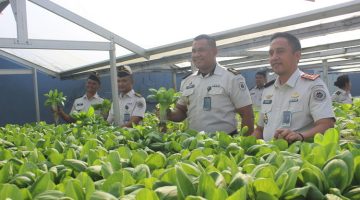 Dari Balik Tembok Pemasyarakatan, Tumbuh Sayuran dan Harapan untuk Masa Depan